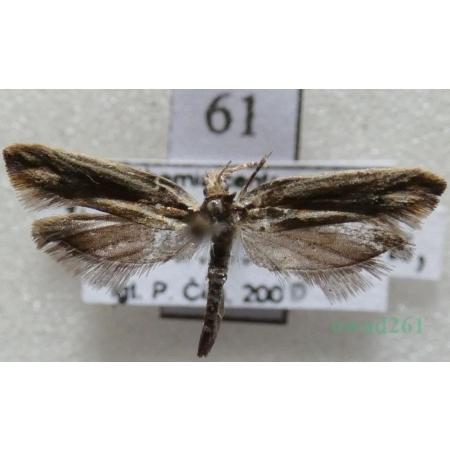 Ypsolopha ustella (Clerck, 1759) Czech61